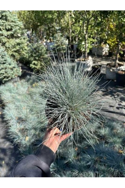 Вівсяниця Елайджа Блу у контейнері